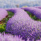 Bridestowe Lavender, North East Tasmania (Image courtesy Bridestowe Lavender Estate)